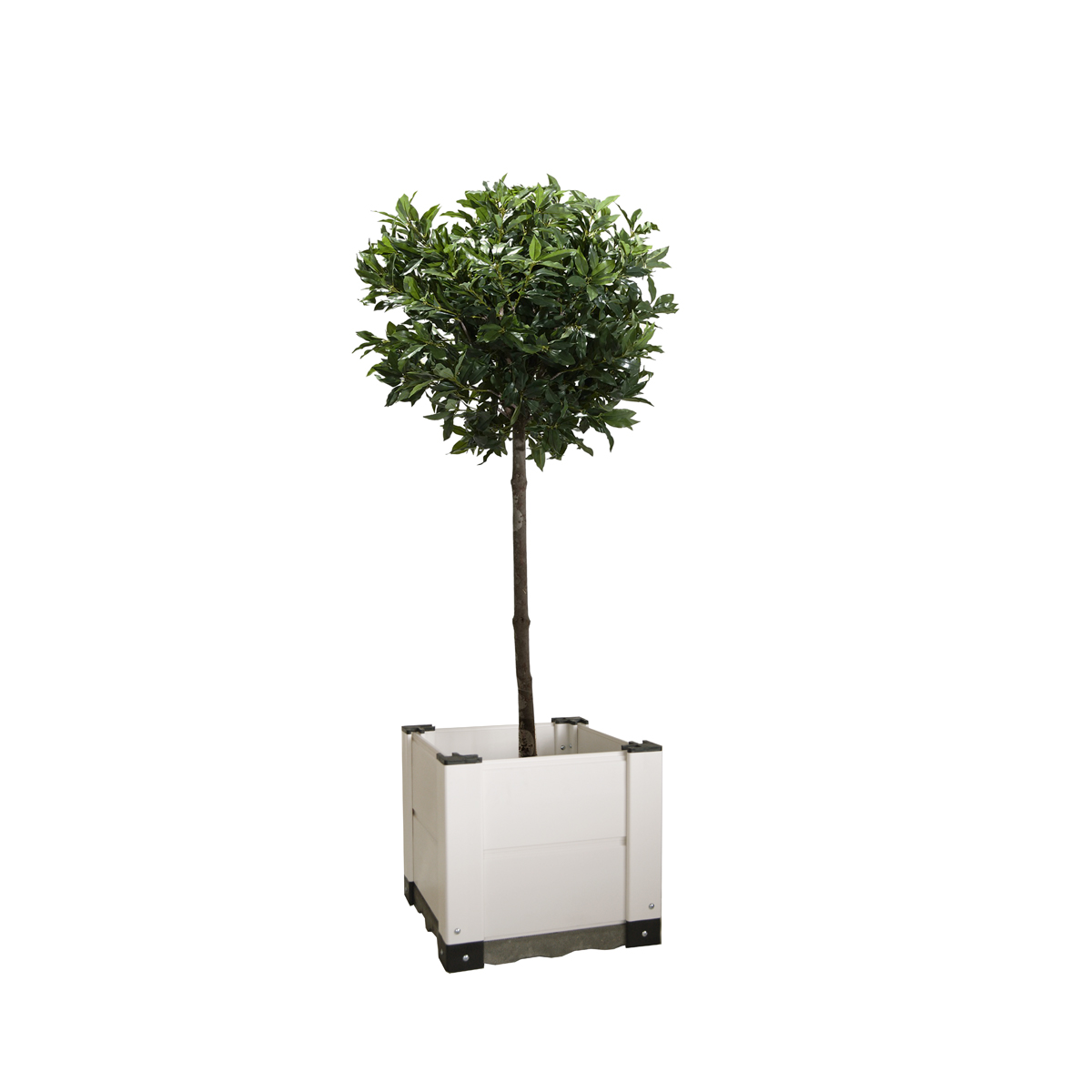 FLORI_40 FLORì 40 - immagine 1