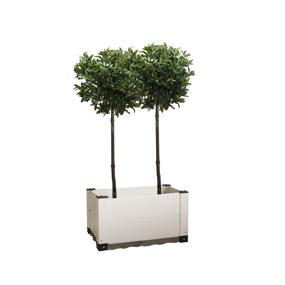 FLORI_80 FLORì 80 - immagine 1